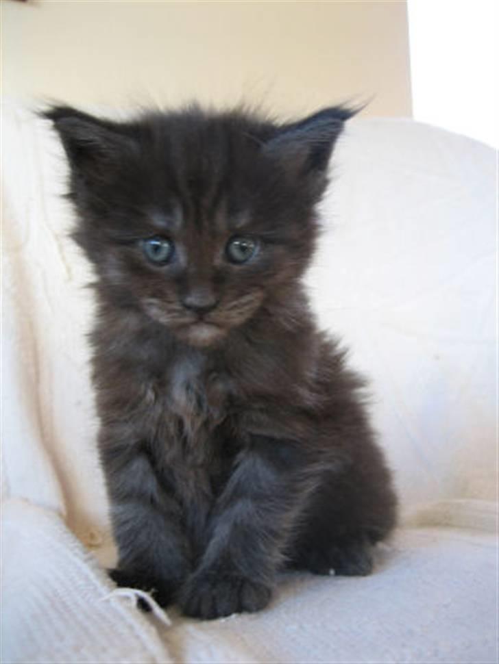 Maine Coon Holy Smoke billede 3