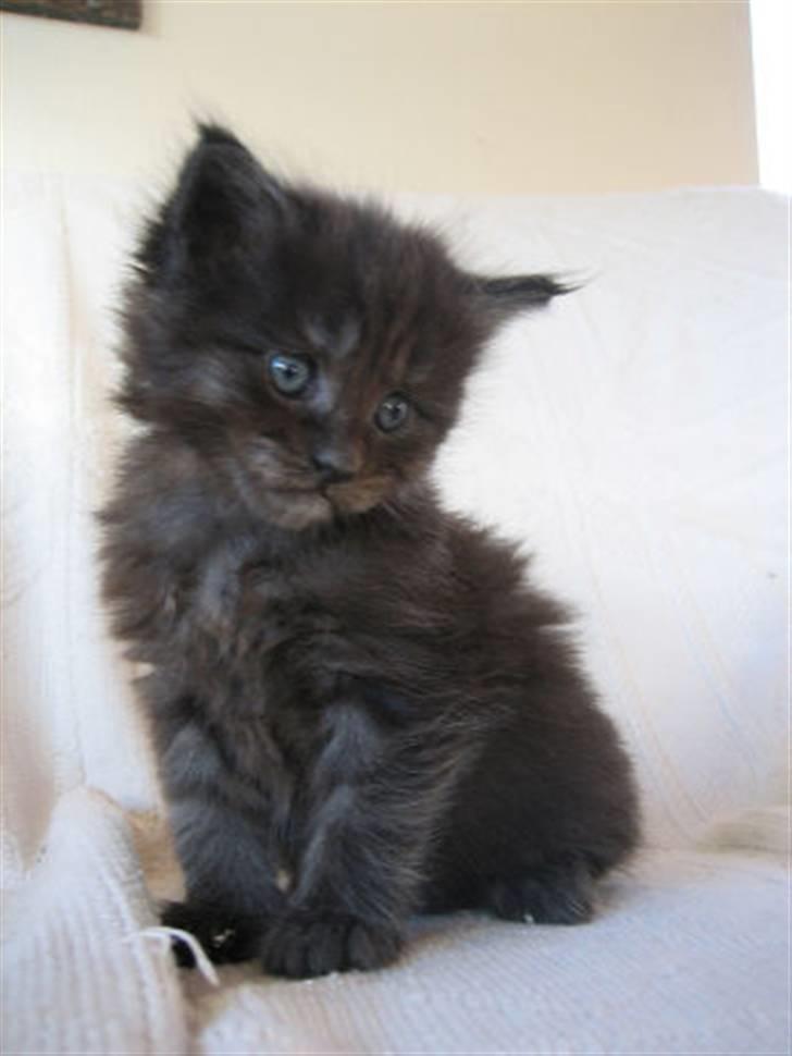 Maine Coon Holy Smoke billede 4