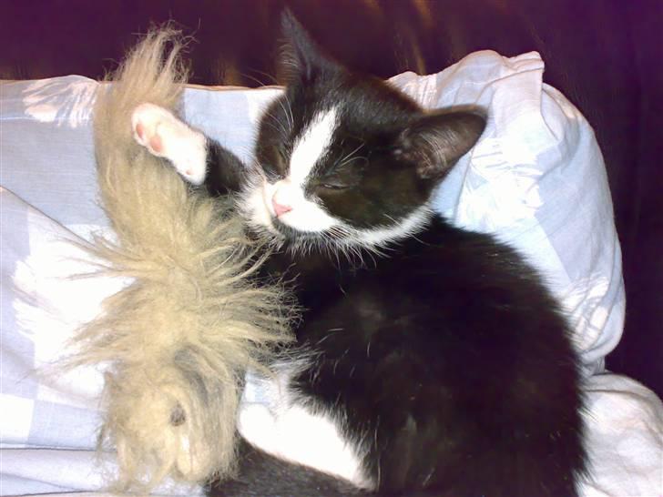 Huskat Ticcie billede 1