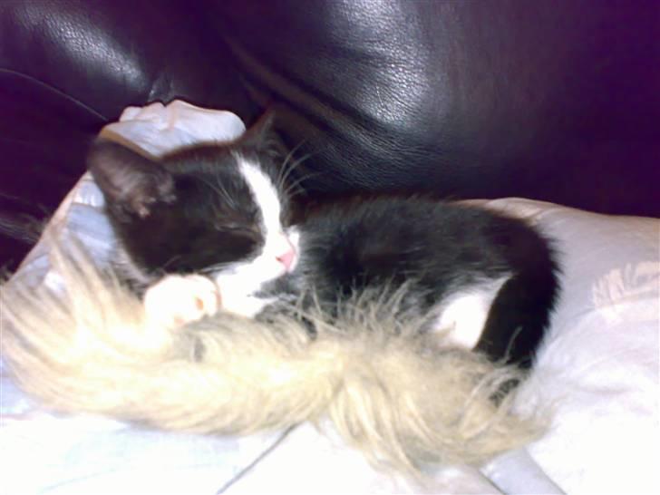 Huskat Ticcie billede 2