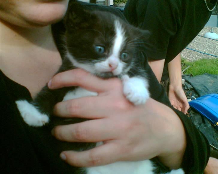 Huskat Ticcie billede 3