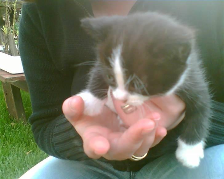 Huskat Ticcie billede 5