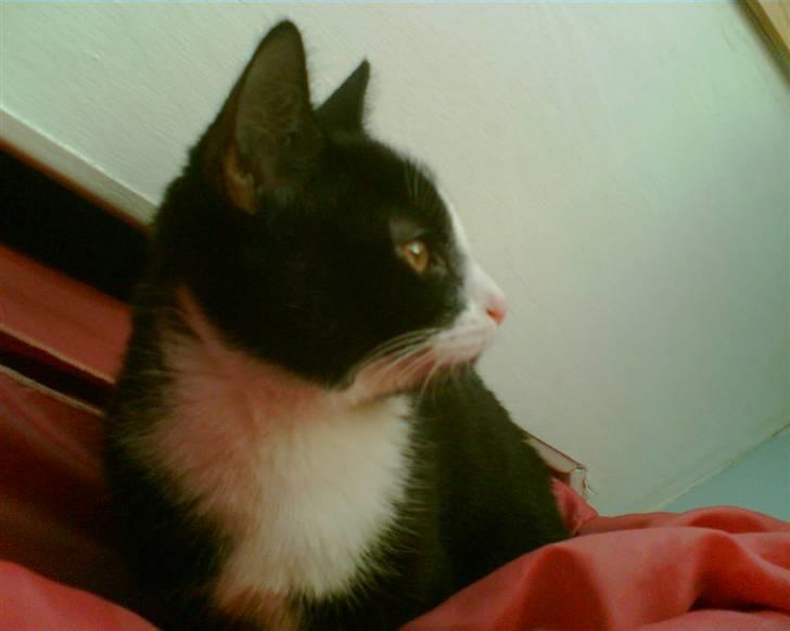 Huskat Ticcie billede 7