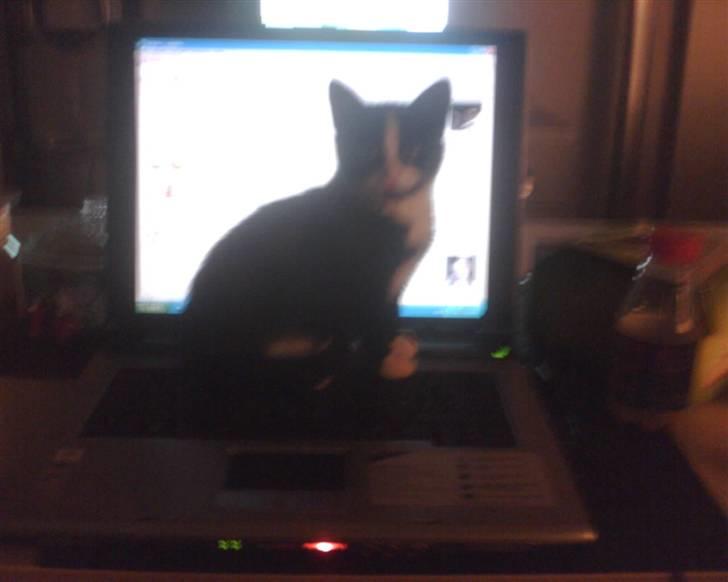 Huskat Ticcie billede 12