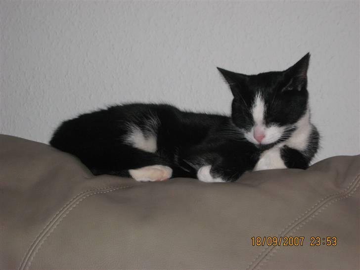 Huskat Ticcie billede 13