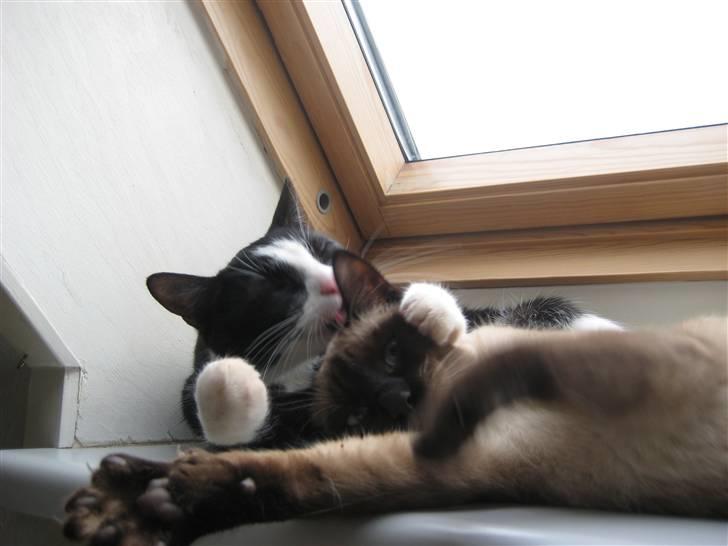 Huskat Ticcie billede 14