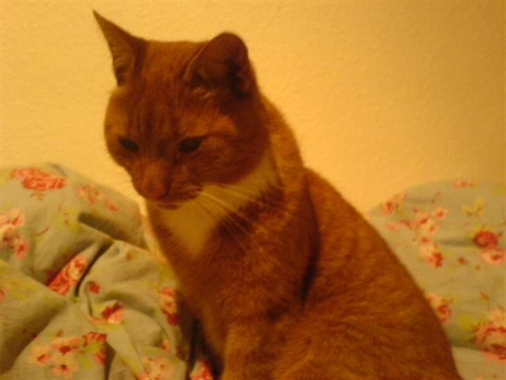 Blanding af racer Micki - Micki <33 billede 11