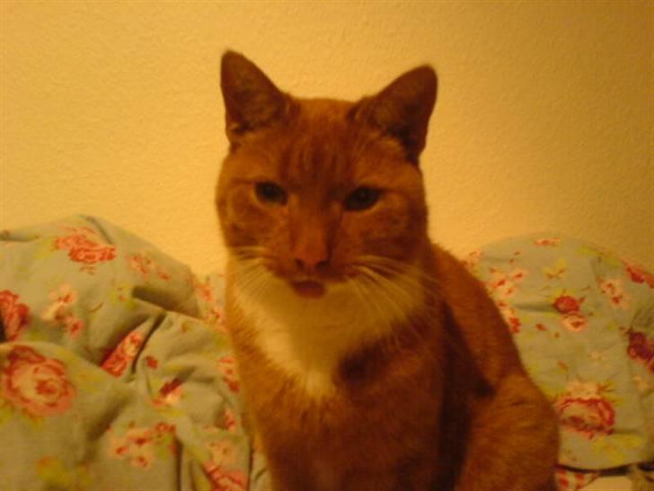 Blanding af racer Micki - Micki 8D billede 12