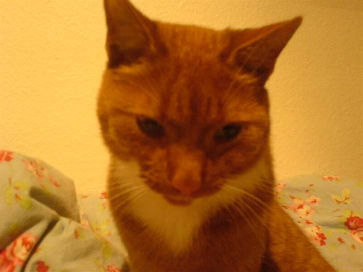 Blanding af racer Micki - ILY Micki ! <3 billede 13