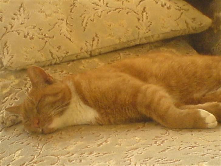 Blanding af racer Micki - Micki der ligger på sofaen.. billede 14