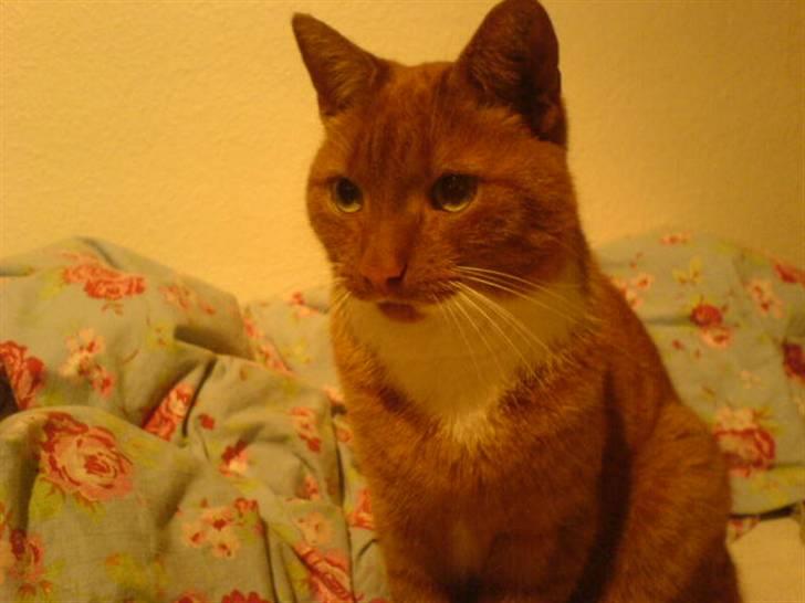 Blanding af racer Micki - Micki, der får øje på noget spændende.. ! billede 15