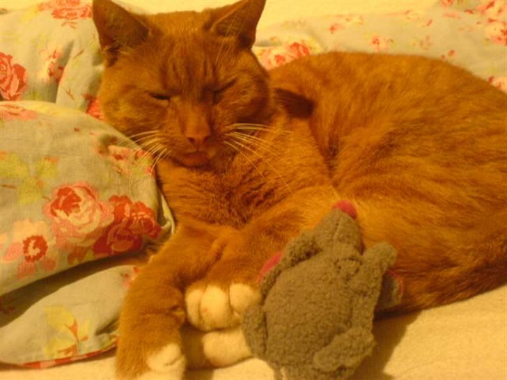 Blanding af racer Micki billede 16