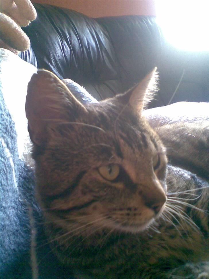 Blanding af racer midten billede 4