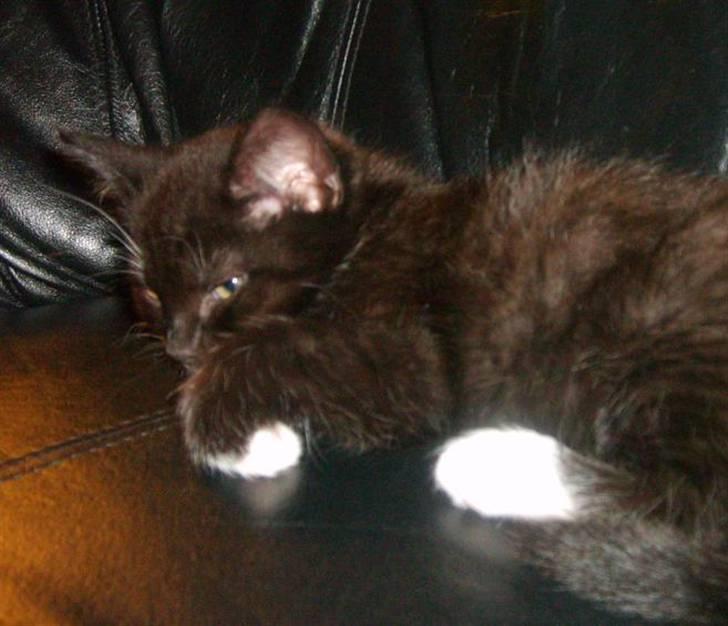 Blanding af racer 'Cleopatra billede 13