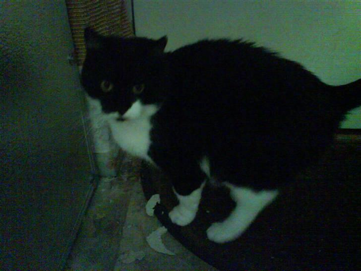 Huskat fie billede 2