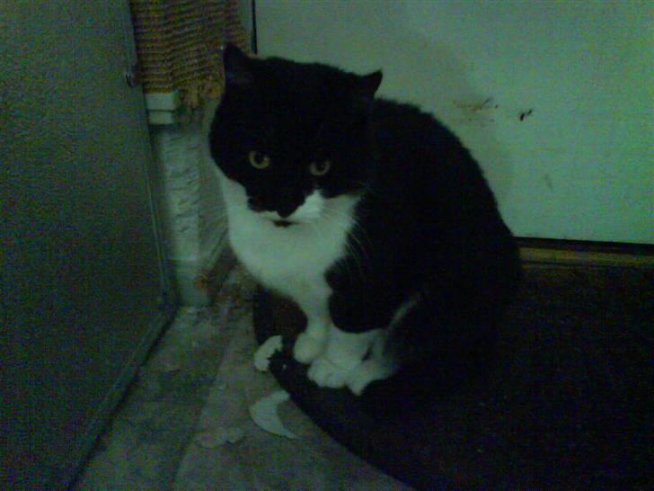 Huskat fie billede 3