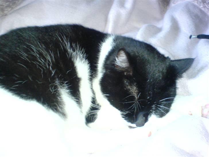 Huskat fie - her ligger jeg og sover godt billede 4