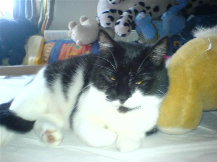 Huskat fie billede 5