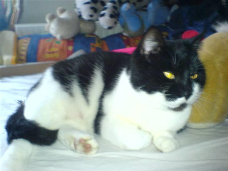 Huskat fie billede 6