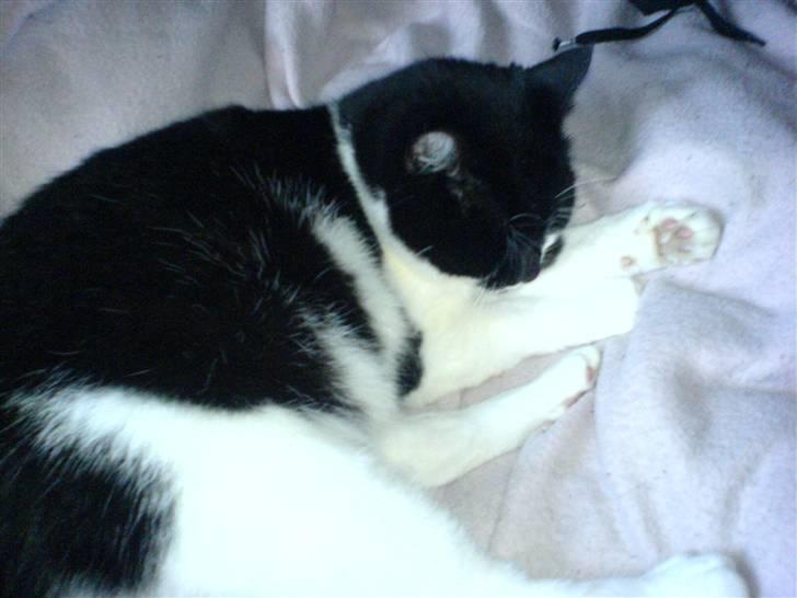 Huskat fie billede 7