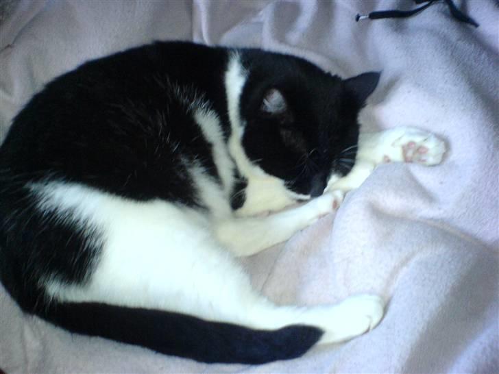 Huskat fie - ligger lige og tager mig en lille lur  billede 8