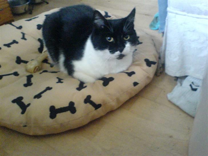 Huskat fie - det er godt nok ikke miin plads men jeg kan vel godt ligge her lidt  billede 9