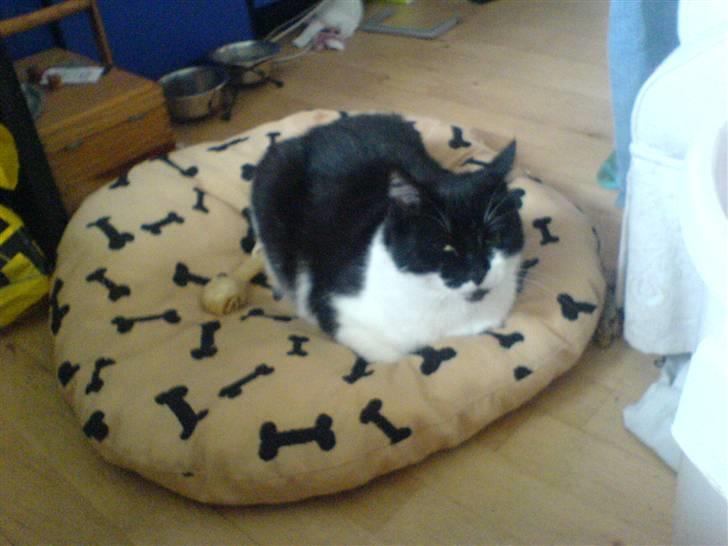 Huskat fie - puha hvor ligger jeg dog godt jeg bliver jo helt træt billede 10