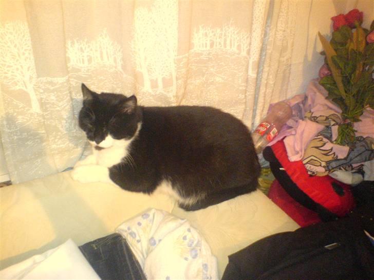 Huskat fie billede 11