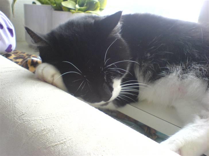 Huskat fie - det her ben er godt nok godt af ligge på heeh  billede 12