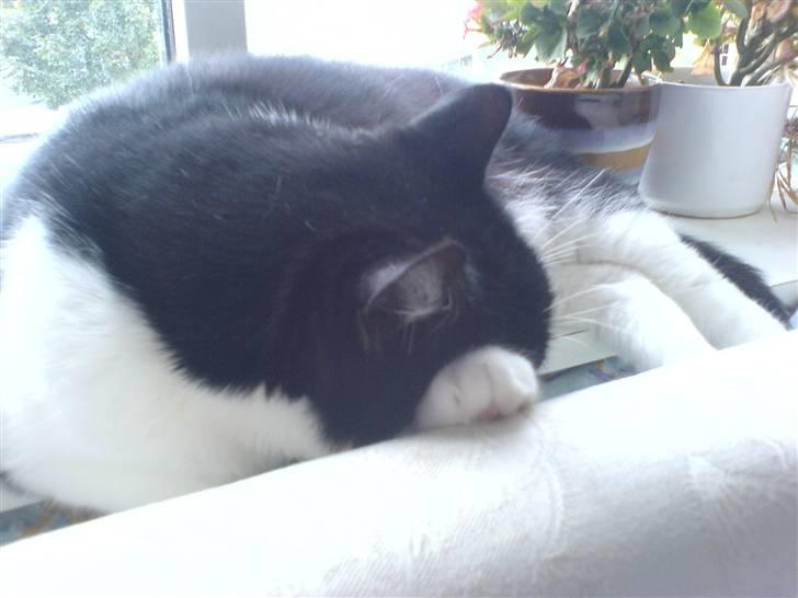 Huskat fie - lad mig nu sove  billede 13