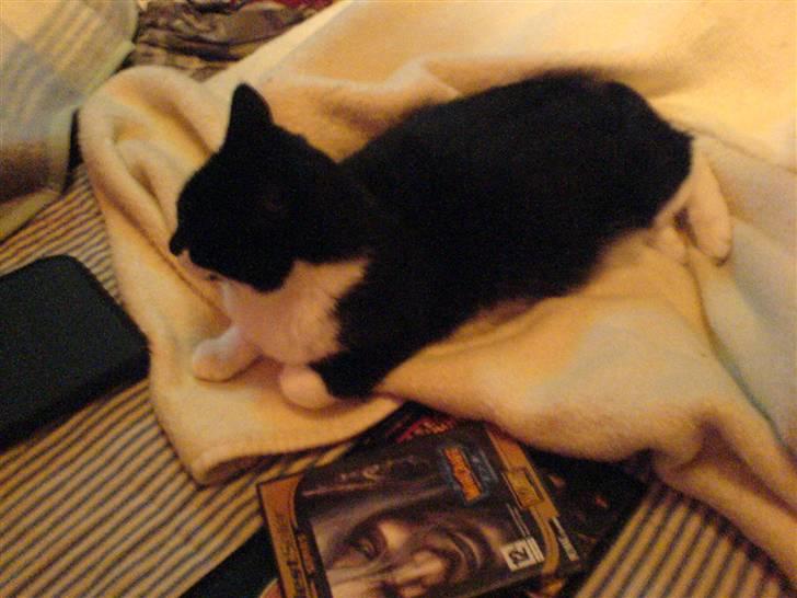 Huskat fie billede 14