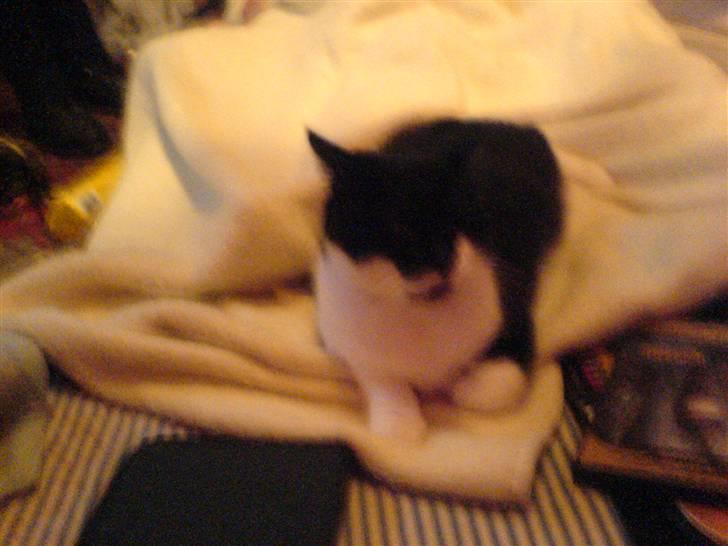 Huskat fie billede 15