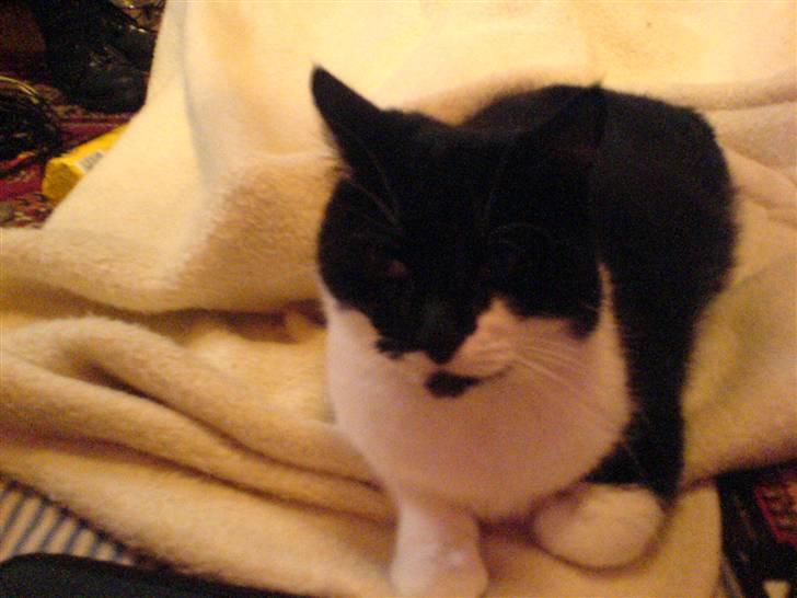 Huskat fie billede 16