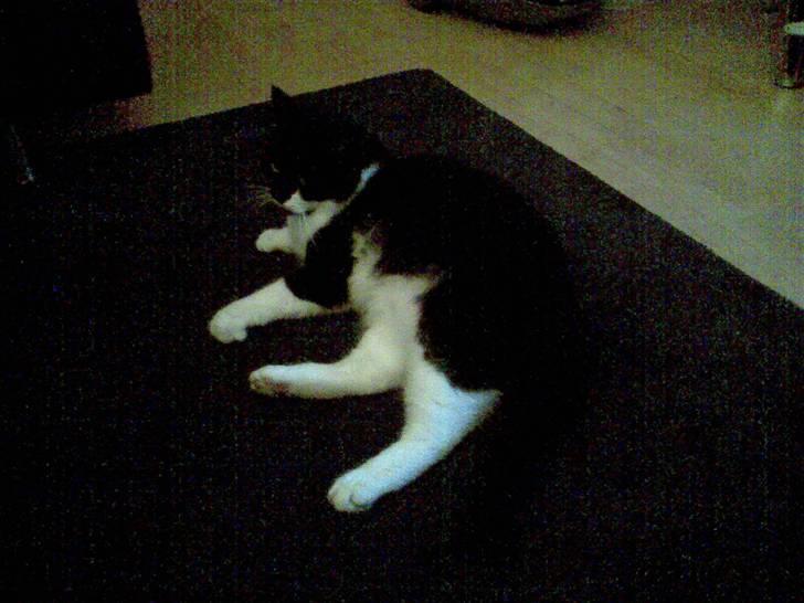 Huskat fie billede 17