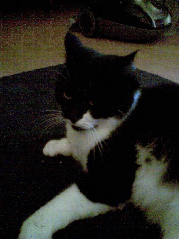 Huskat fie - øv der var ikk nogen det ville nusse med miig  billede 18