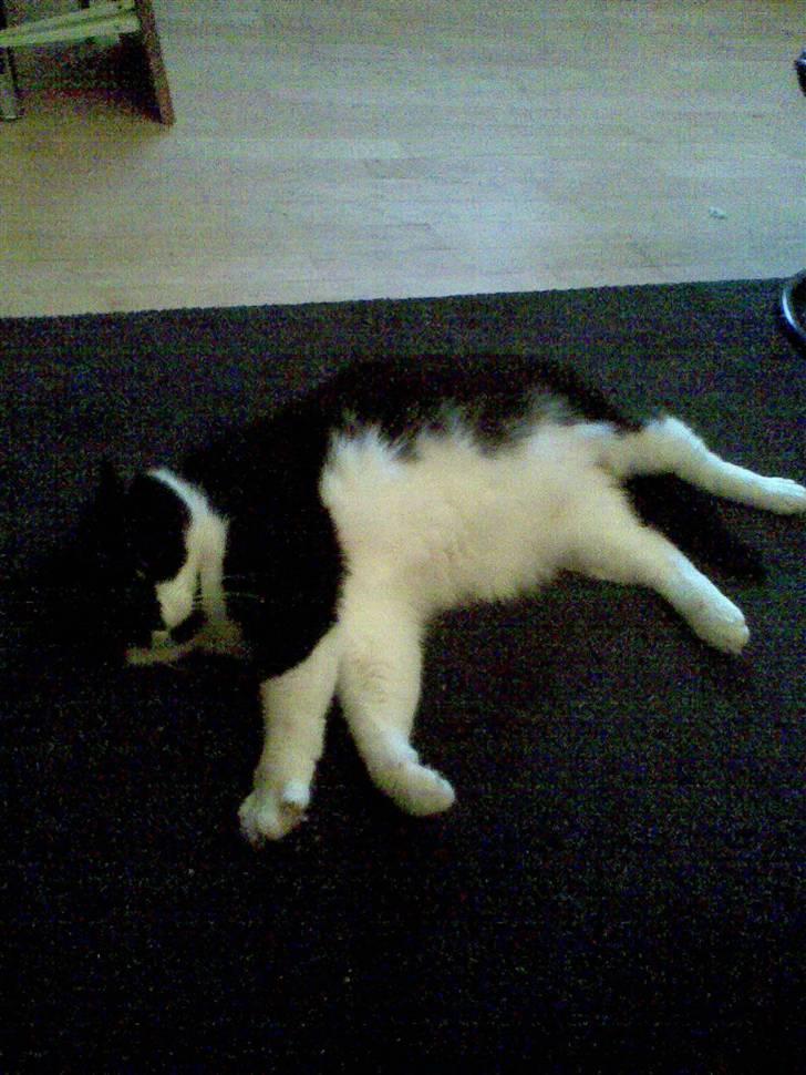 Huskat fie - nu har jeg lagt mig, nus min mave  billede 19