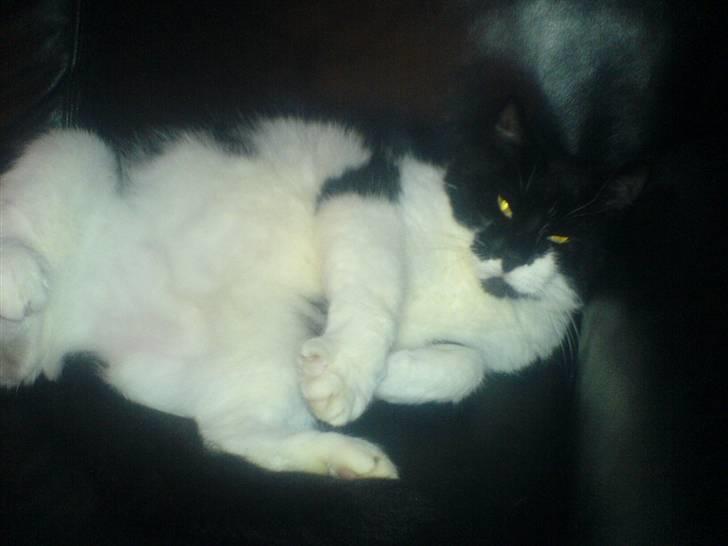 Huskat fie - er lige bliver nusset på maven DEJLIGT  billede 20