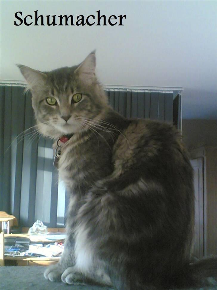 Maine Coon Schumacher - Her er min plads billede 1
