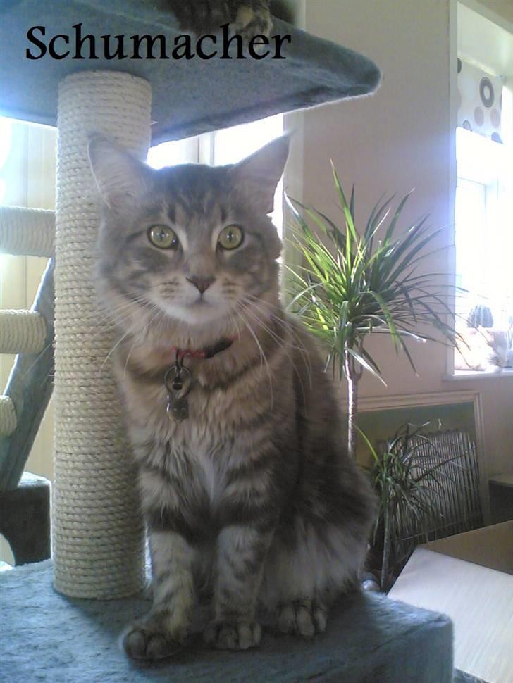 Maine Coon Schumacher - Ja så må jeg jo nøjes hvis de tager min plads, men bare vent jeg får den tilbage billede 2