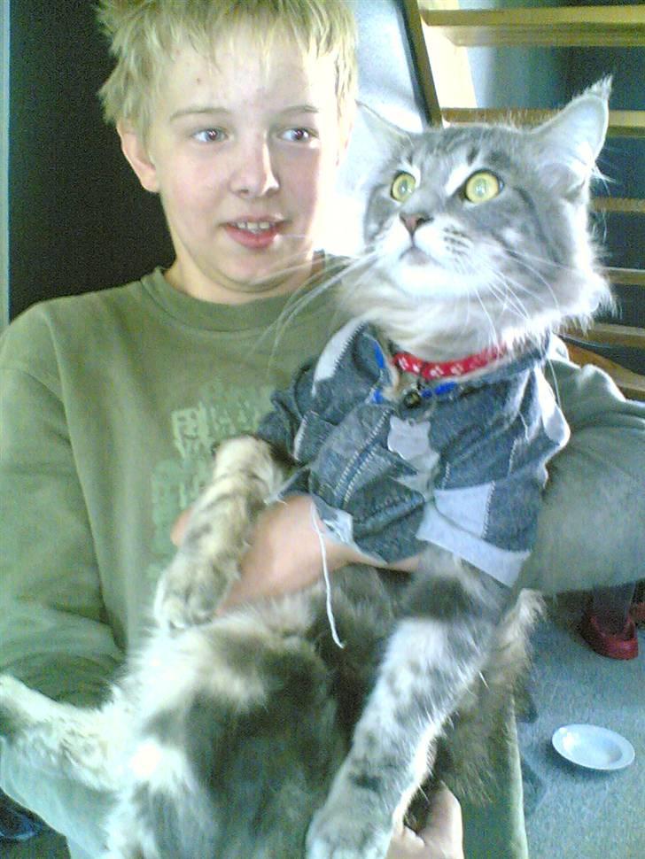Maine Coon Schumacher - Ida ville gerne have jeg skulle prøve den her trøje..Hmm..Lidt for stram ellers fin..Ida kan ikke bære mig så det måtte Jesper gøre så billede 3