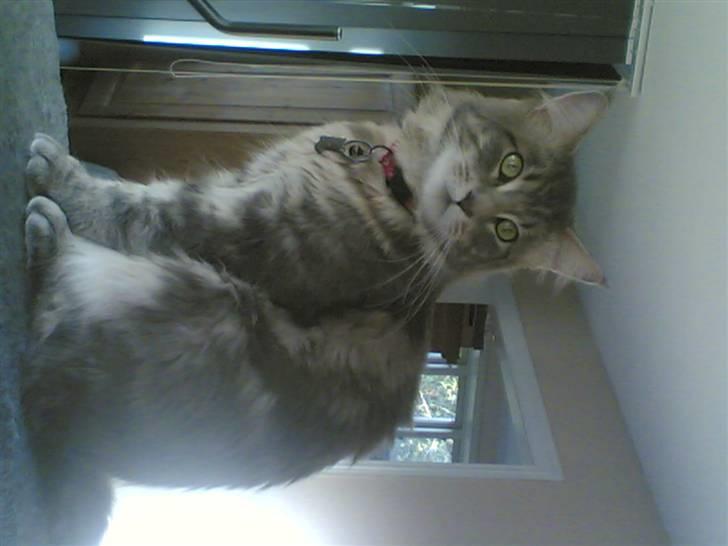 Maine Coon Schumacher billede 4