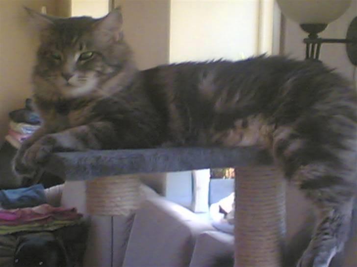 Maine Coon Schumacher - Så har jeg lidt overblik over stuen billede 5