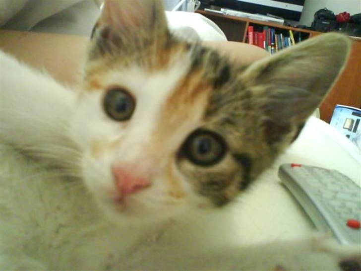 Huskat KoMis - Ny ejer billede 5