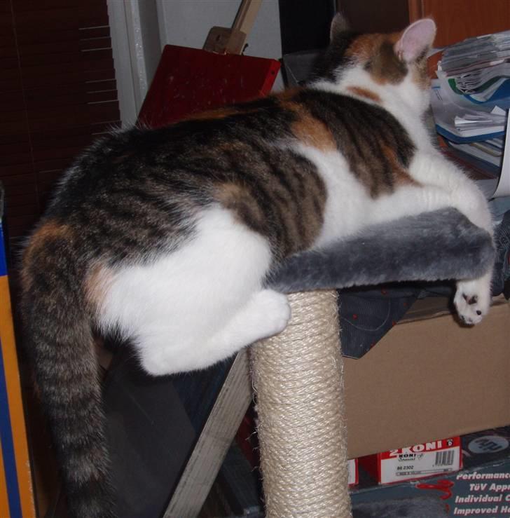 Huskat KoMis - Ny ejer - Fjernsynskat :) billede 6