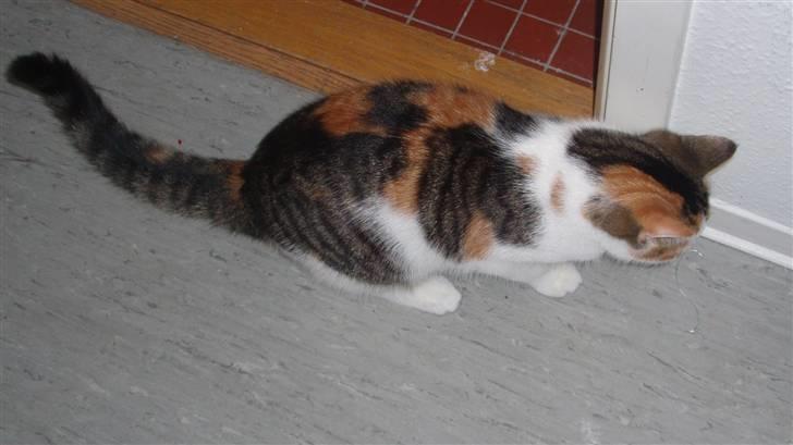 Huskat KoMis - Ny ejer - Et rigtig godt billede af hendes pels ..  billede 7