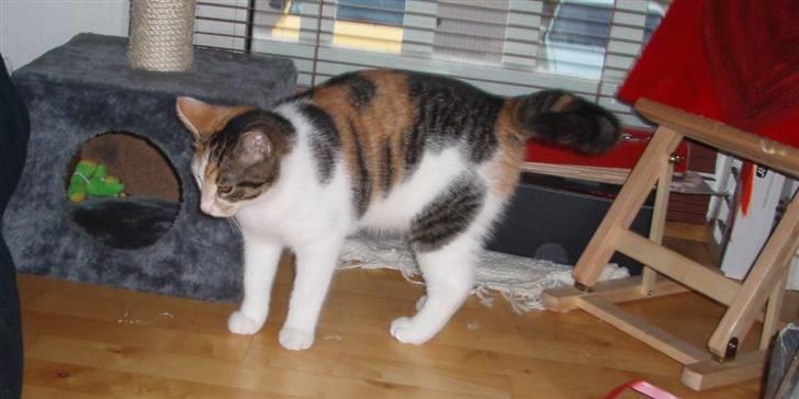 Huskat KoMis - Ny ejer billede 8