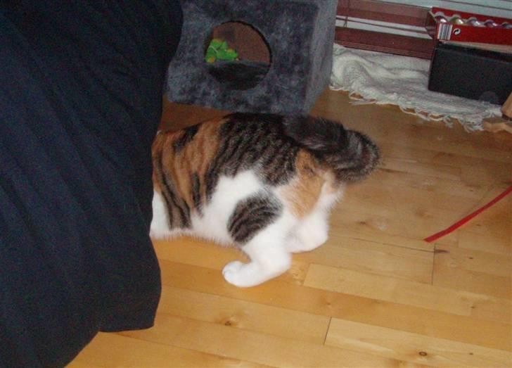 Huskat KoMis - Ny ejer - Leger gemmeleg ;) billede 9