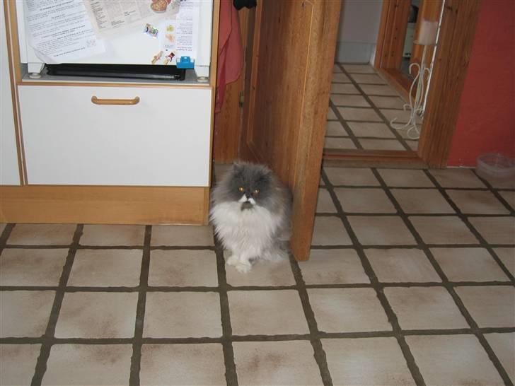 Perser Alexander(Xander) billede 12