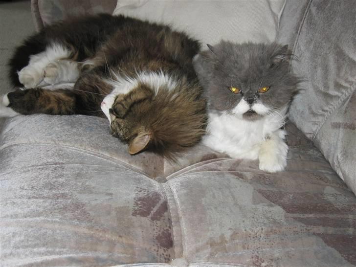 Perser Alexander(Xander) billede 13