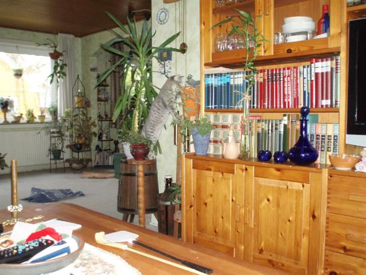 Huskat Kathrine - Find missen. billede 17